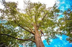 Best Tree Mulching  in Tallapoosa, GA