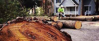 Best Tree and Shrub Care  in Tallapoosa, GA