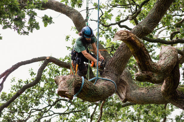 Best Tree Maintenance Programs  in Tallapoosa, GA