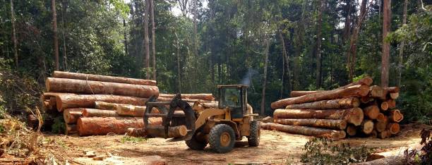 Best Firewood Processing and Delivery  in Tallapoosa, GA