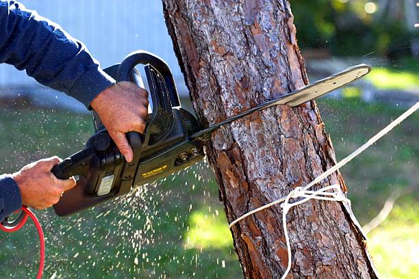 Best Tree Removal  in Tallapoosa, GA