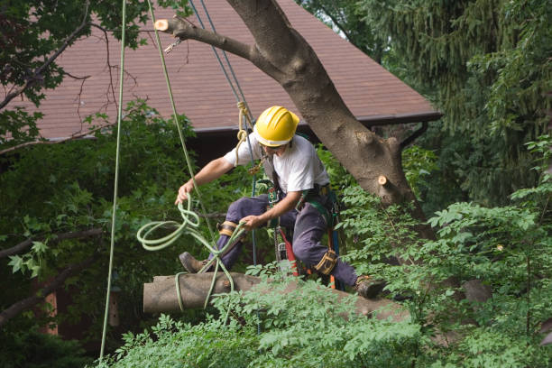 Tallapoosa, GA Tree Care Company