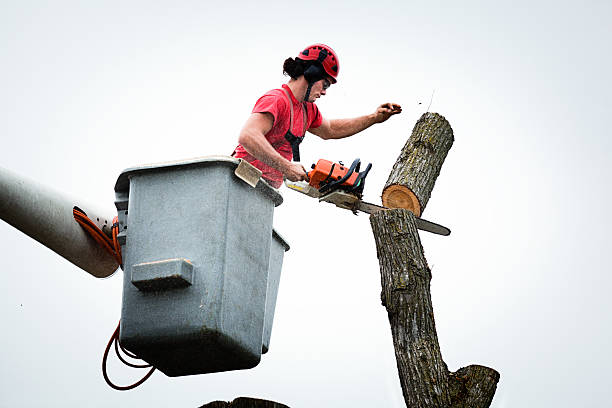 Best Arborist Consultation Services  in Tallapoosa, GA