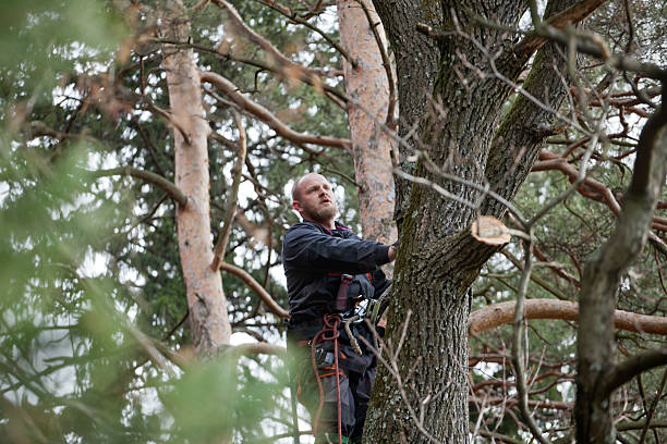 How Our Tree Care Process Works  in  Tallapoosa, GA