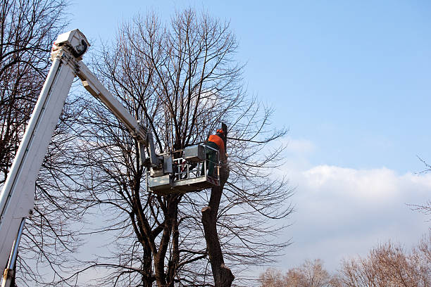 Best Storm Damage Tree Cleanup  in Tallapoosa, GA