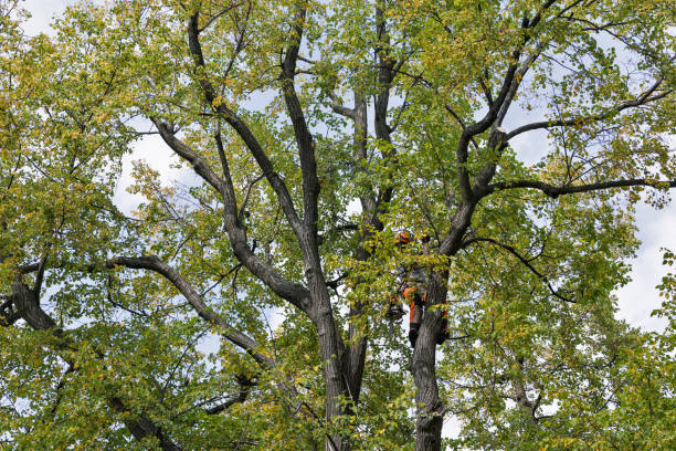 Best Root Management and Removal  in Tallapoosa, GA